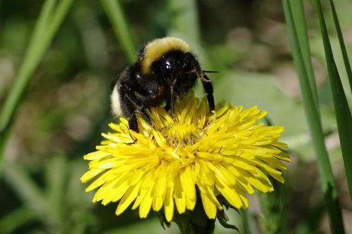 Réf. 184 026 : Bombus bohemicus